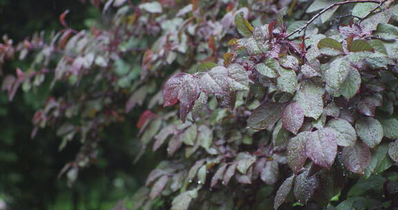 下雨树叶花朵上的雨水雨珠