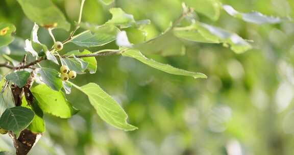 自然山荆子阳光绿树特写横移