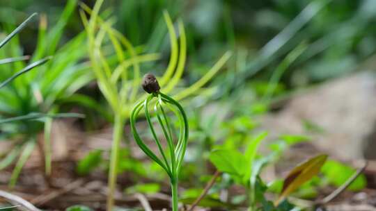 松柏松树生长延时植树造林针叶类植物