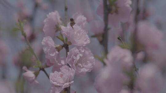 蜜蜂桃花采蜜慢镜头升格LOG