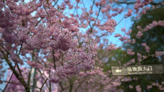 8K重庆南山植物园樱花