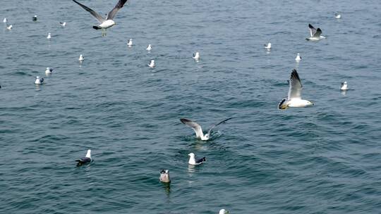 滨海景区景点海面上海鸥实拍