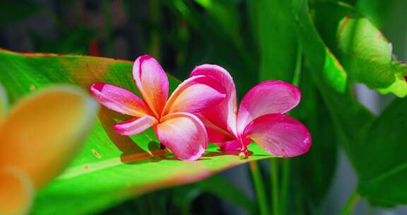 鸡蛋花，花，花园，热带