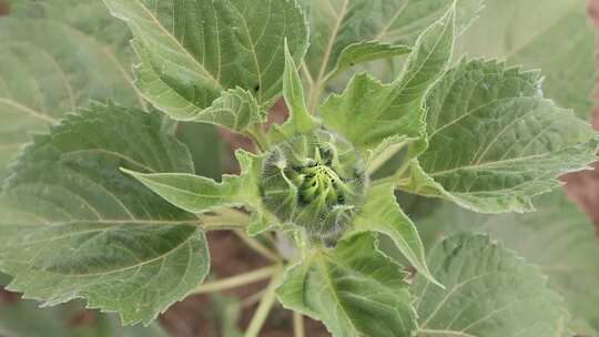 花园里开始绽放的向日葵嫩芽的特写镜头。