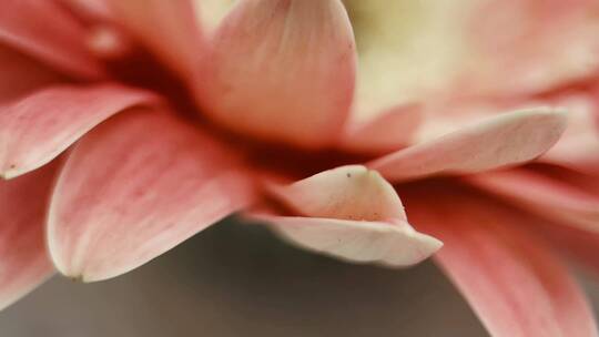 【镜头合集】微距粉色非洲菊雏菊视频素材模板下载