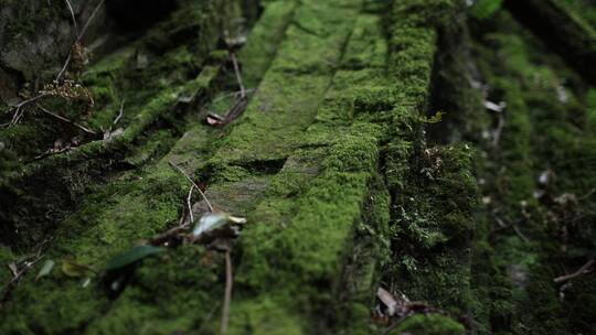 原始森林青苔石头