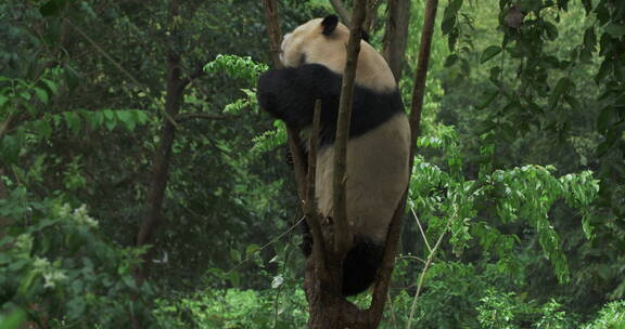 成年大熊猫在树上烦躁不安发情期