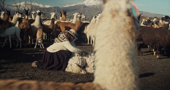 牧羊人在整理羊毛