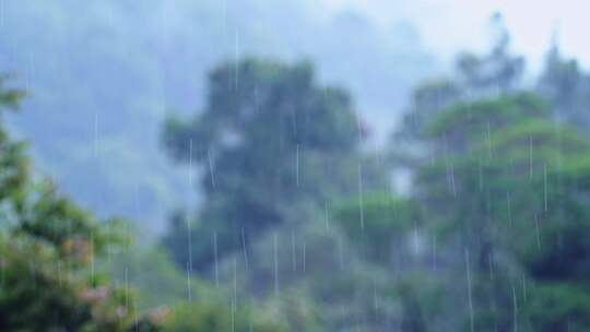 雨，雨滴，雨林，树木