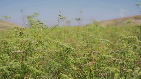 小茴香种植