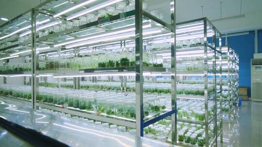 生物实验室植物培育
