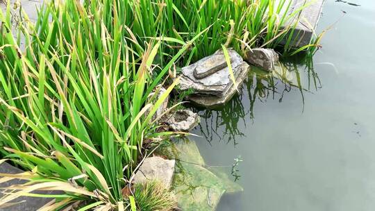 石头水草池塘视频视频素材模板下载