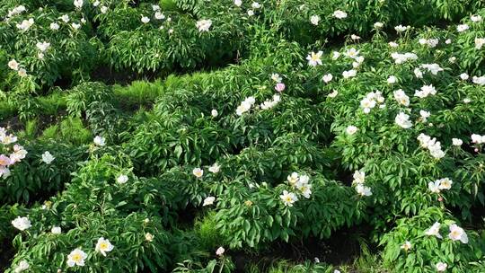 航拍中草药材种植田地