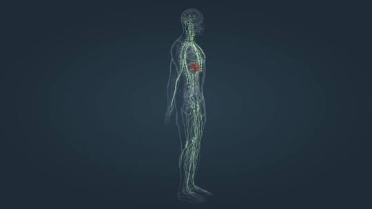 淋巴系统 三维人体 器官 内分泌 医学动画