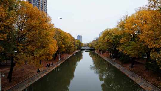 天津运河秋季城市公园风光