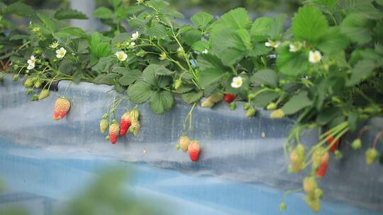 草莓大棚草莓种植基地