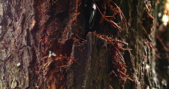 甲虫树干上钻洞吃树皮特写虫害