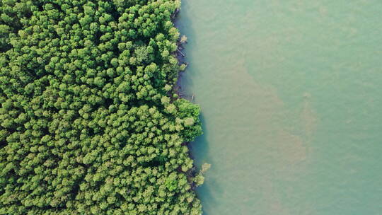 4k森林资源防风固沙水松林航道航拍视频素材模板下载