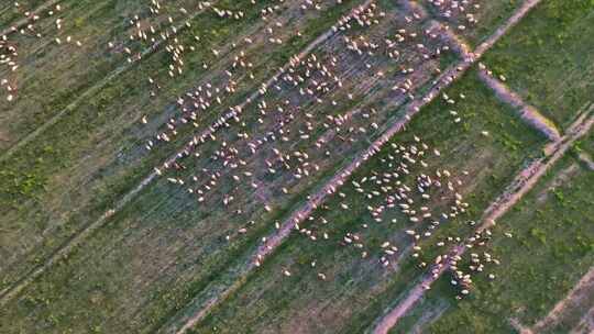 柴达木盆地夕阳下的羊群