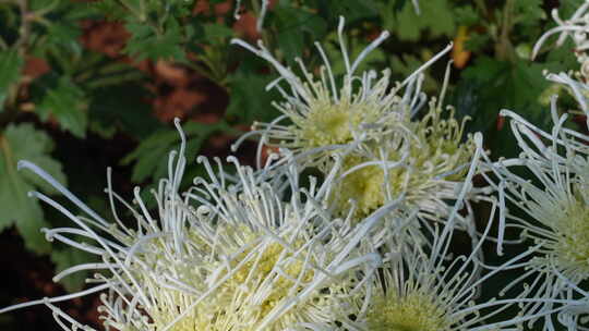 菊花/菊花节/赏菊