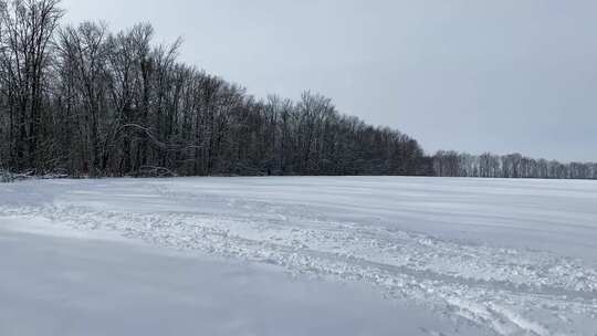 森林雪地雪路树木风光