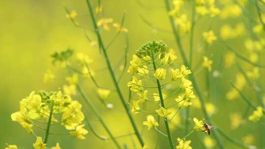 4K拍摄蜜蜂在油菜花海间采蜜特写