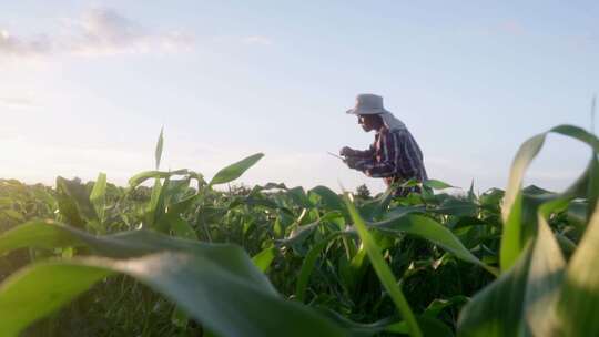 农业种植玉米地玉米苗科研研究