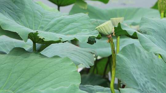 山东省荣成市大疃镇荷花苑夏季风光