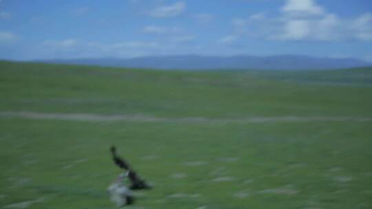 C秃鹫的啃食4K 实拍视频视频素材模板下载
