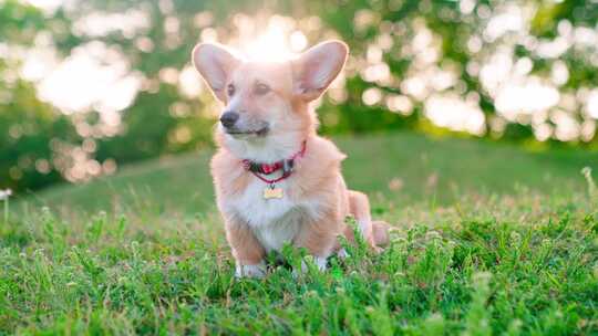 柯基犬，狗，宠物，犬