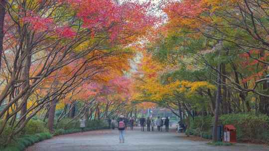 杭州街头红叶秋冬景人流延时摄影