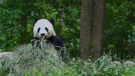 雅安碧峰峡熊猫基地的大熊猫在吃竹子视频素材模板下载