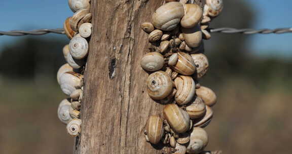 西巴皮萨那，也被命名为，白色花园蜗牛，沙丘蜗牛。