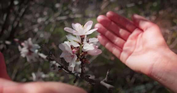 树枝，花，花瓣，粉红色