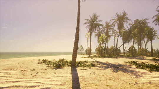 背景是棕榈树和海洋的海滩视频素材模板下载
