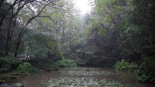 杭州西湖景区虎跑公园森林氧吧