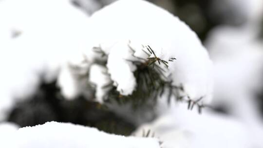 冬天雪景 下雪