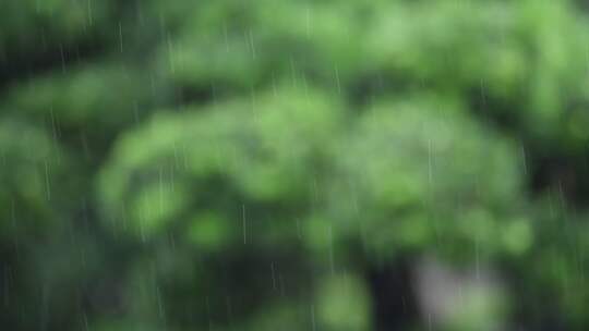 雨与模糊的自然森林背景