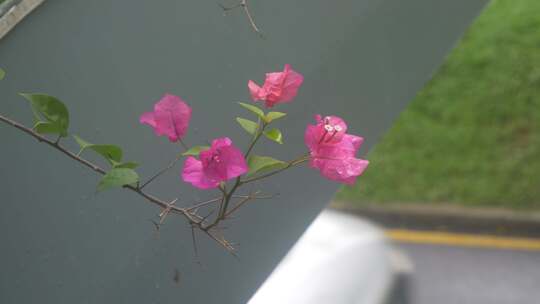 雨后的街边花朵