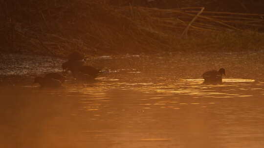 秋天清晨湿地薄雾水鸟黑水鸡