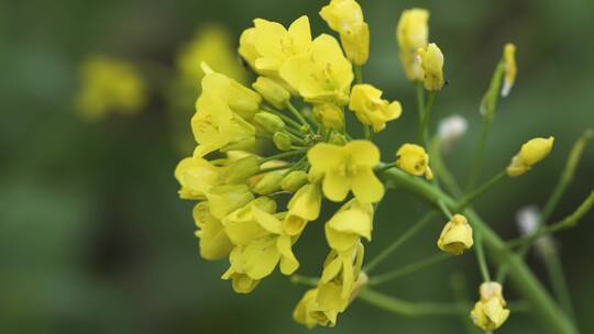 金黄色油菜花