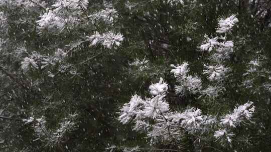 寒冷冬季公园松树雪花大雪空境升格