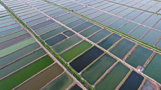 浙江绍兴上虞大型虾苗场,鱼苗场