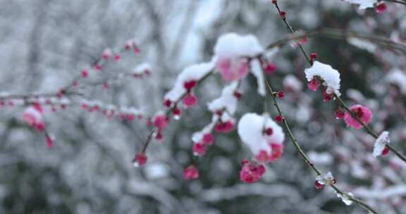 冬季下雪红梅花盛开红梅傲雪