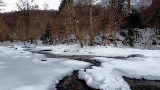 寒雪木黎明