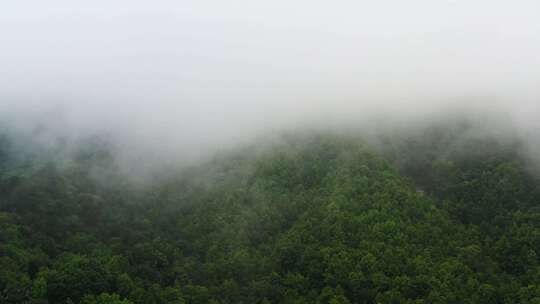 原始森林云雾云海
