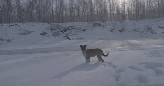 宠物狗在雪地里玩耍