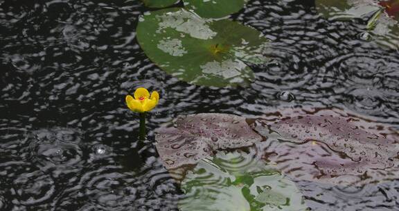 江南春天下雨雨滴湖面树枝空镜