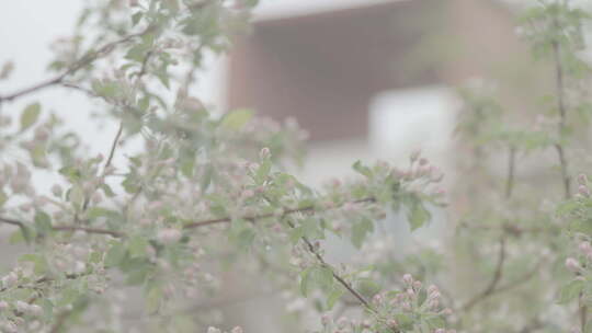 城市中的苹果树和苹果花