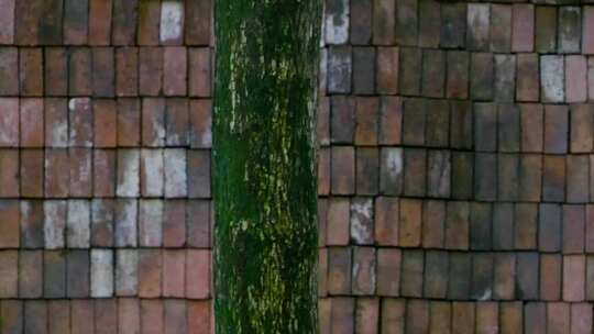 农村中式庭院柿子树下雨视频素材模板下载